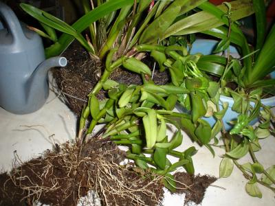 [Foto de planta, jardin, jardineria]