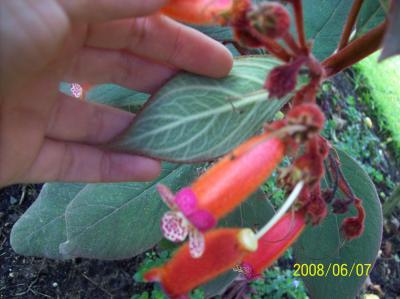 [Foto de planta, jardin, jardineria]