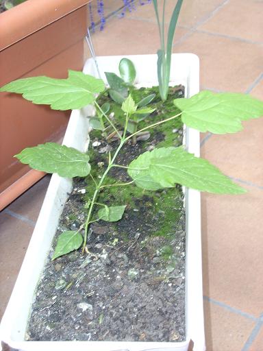 [Foto de planta, jardin, jardineria]