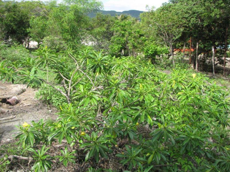 [Foto de planta, jardin, jardineria]