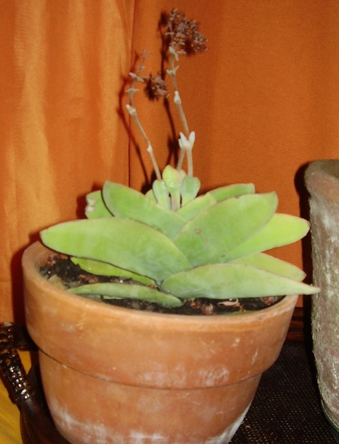 [Foto de planta, jardin, jardineria]