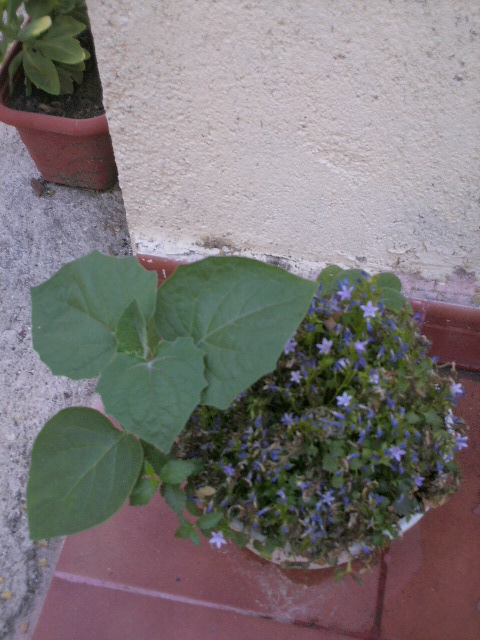 [Foto de planta, jardin, jardineria]