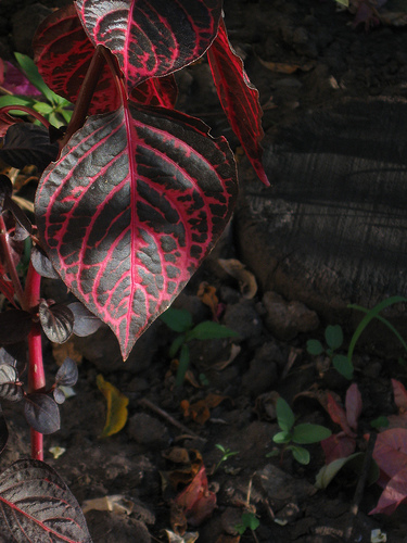 [Foto de planta, jardin, jardineria]