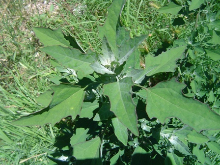 [Foto de planta, jardin, jardineria]