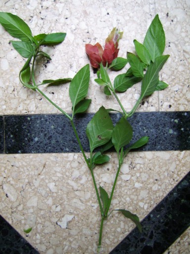 [Foto de planta, jardin, jardineria]