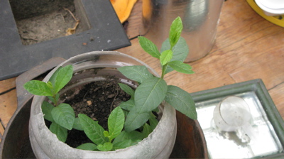 [Foto de planta, jardin, jardineria]