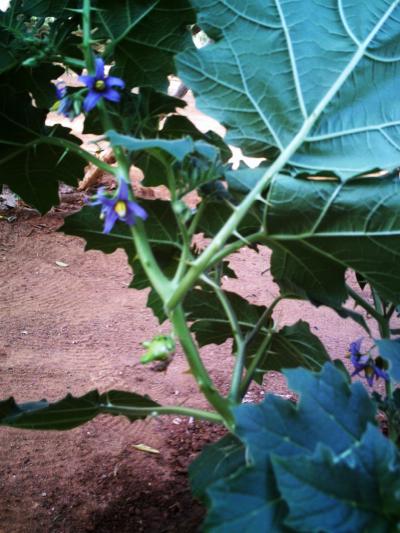 [Foto de planta, jardin, jardineria]