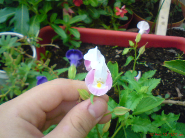 [Foto de planta, jardin, jardineria]