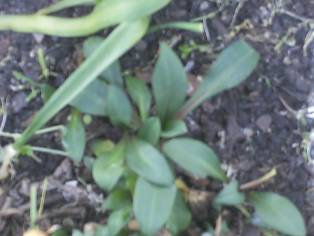 [Foto de planta, jardin, jardineria]