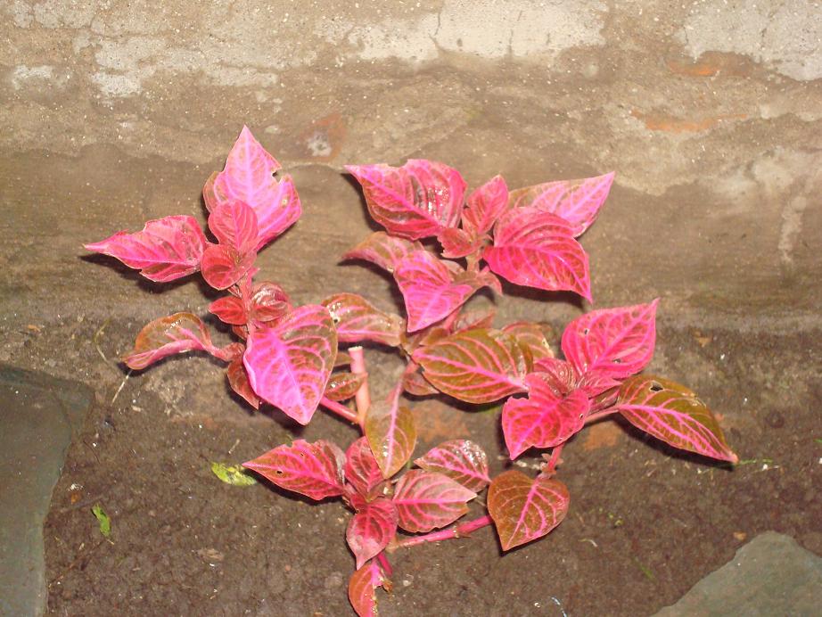 [Foto de planta, jardin, jardineria]
