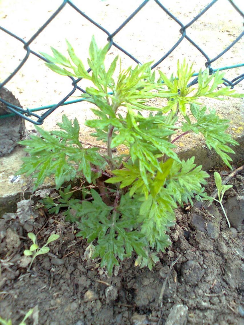 [Foto de planta, jardin, jardineria]