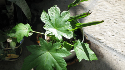 [Foto de planta, jardin, jardineria]