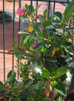 [Foto de planta, jardin, jardineria]