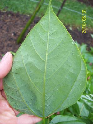 [Foto de planta, jardin, jardineria]