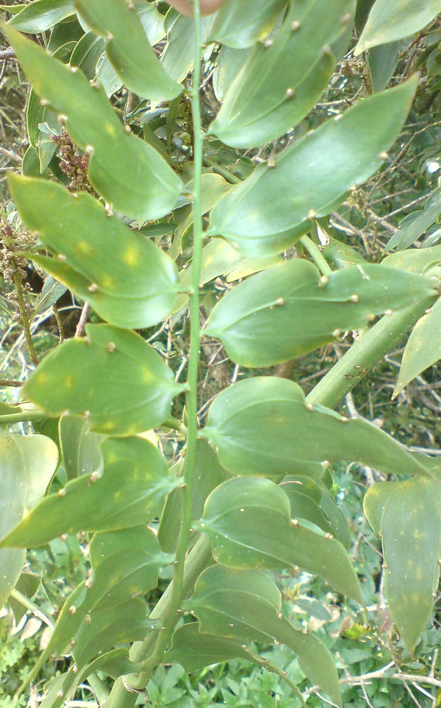 [Foto de planta, jardin, jardineria]