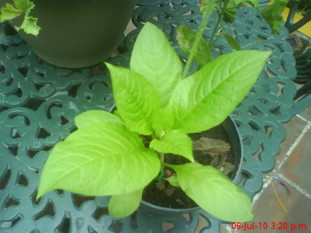 [Foto de planta, jardin, jardineria]
