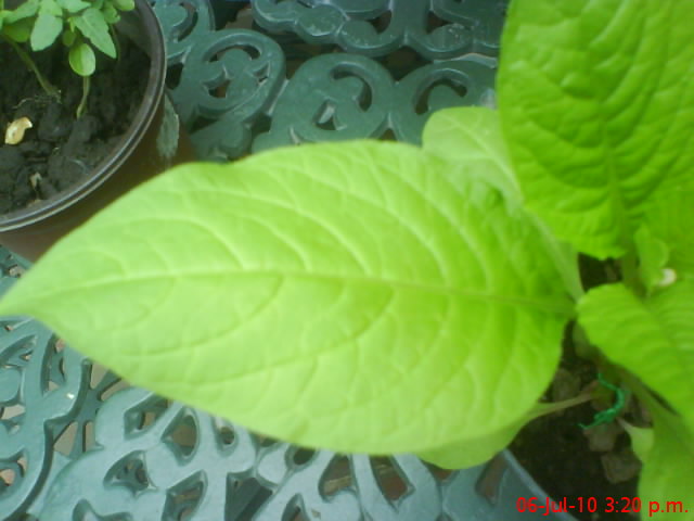 [Foto de planta, jardin, jardineria]