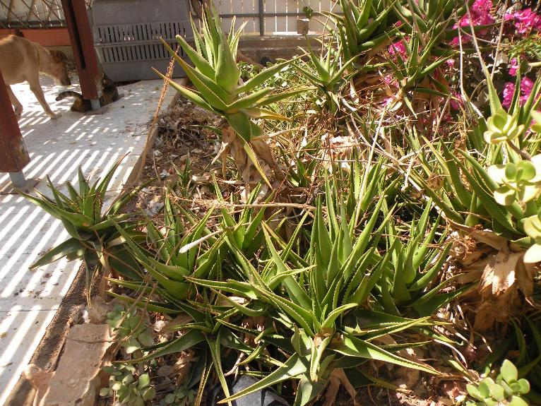 [Foto de planta, jardin, jardineria]