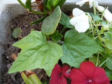 [Foto de planta, jardin, jardineria]