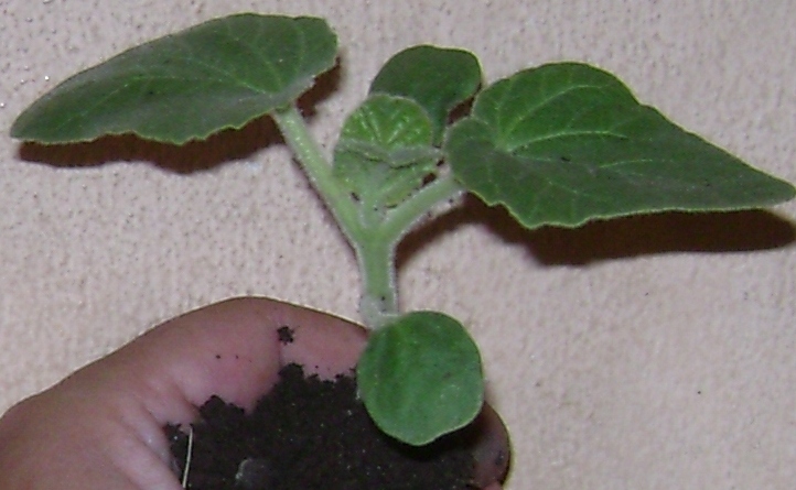 [Foto de planta, jardin, jardineria]