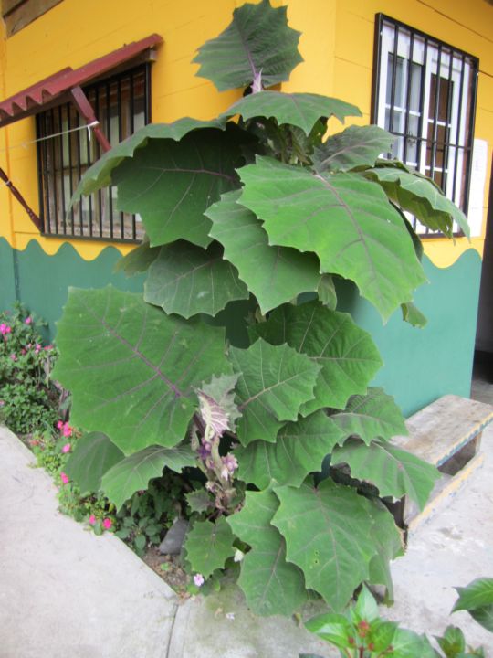 [Foto de planta, jardin, jardineria]