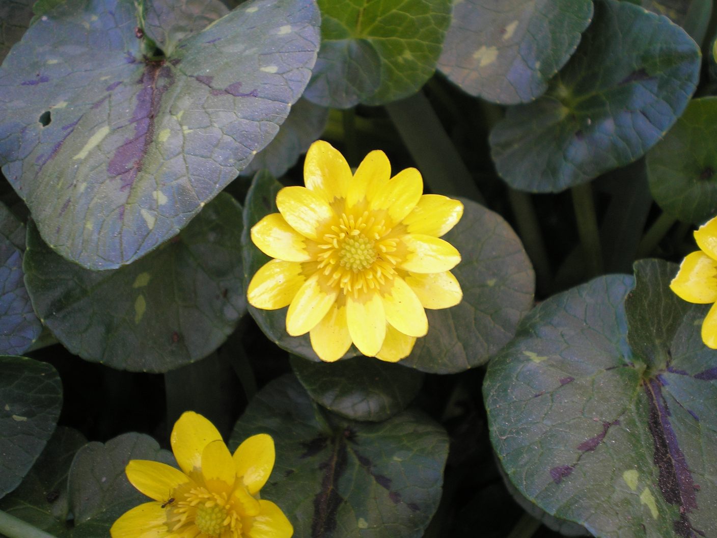 [Foto de planta, jardin, jardineria]