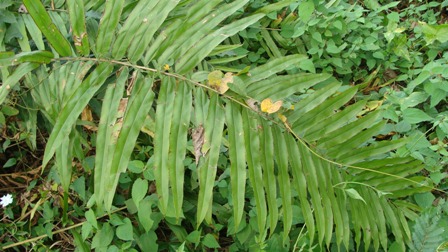 [Foto de planta, jardin, jardineria]