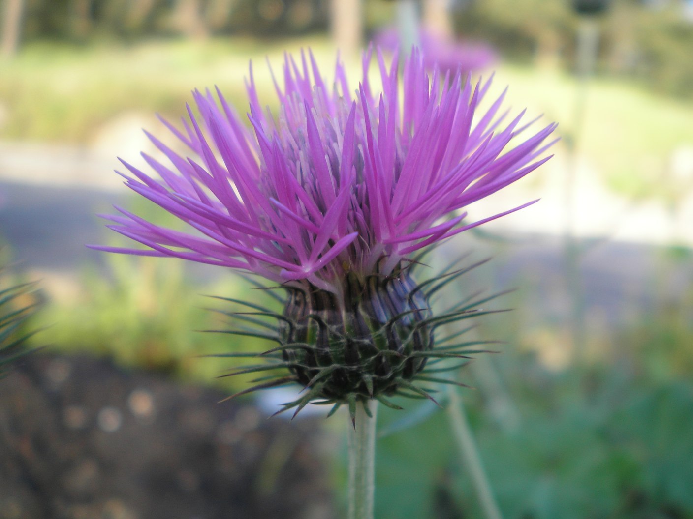 [Foto de planta, jardin, jardineria]