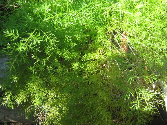 [Foto de planta, jardin, jardineria]