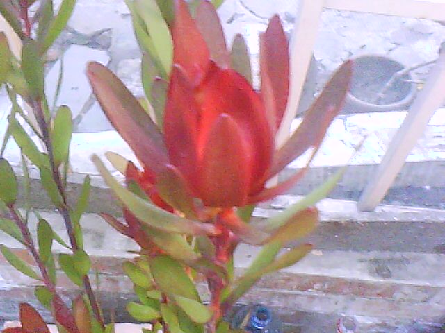 [Foto de planta, jardin, jardineria]