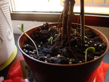 [Foto de planta, jardin, jardineria]