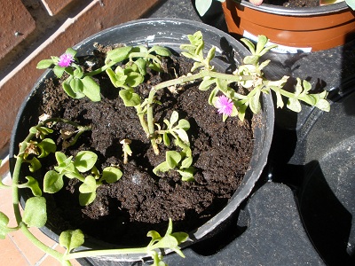 [Foto de planta, jardin, jardineria]
