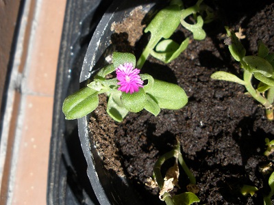 [Foto de planta, jardin, jardineria]
