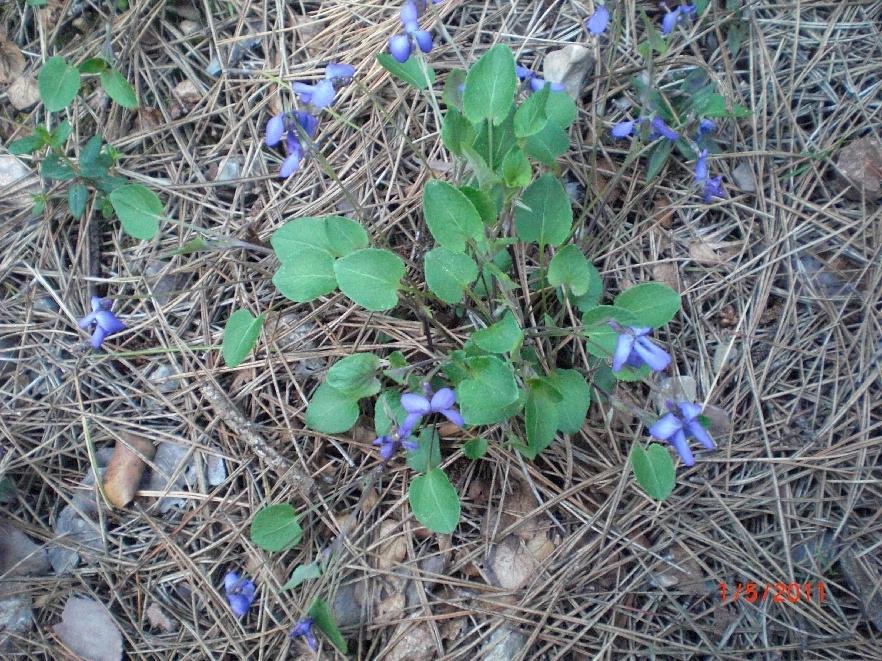 Flores azules