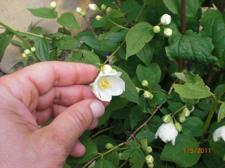 [Foto de planta, jardin, jardineria]