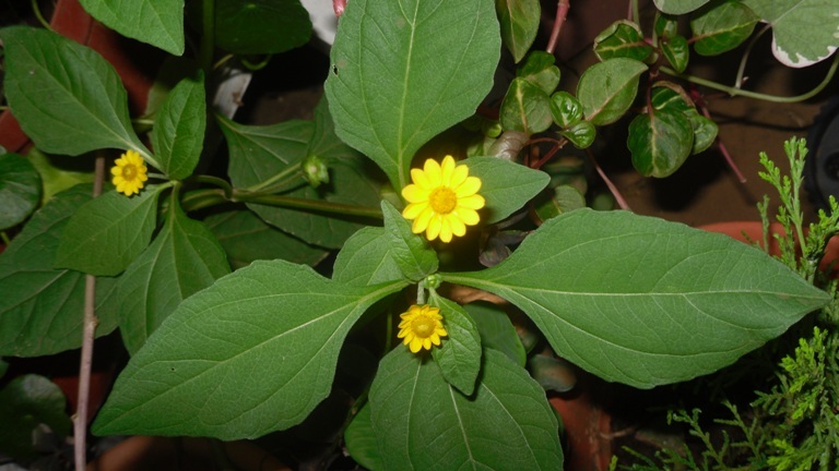 [Foto de planta, jardin, jardineria]