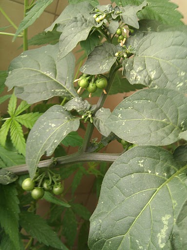 [Foto de planta, jardin, jardineria]