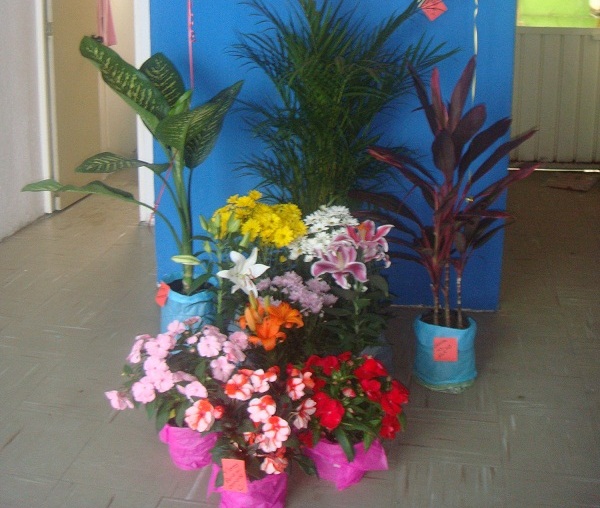 [Foto de planta, jardin, jardineria]