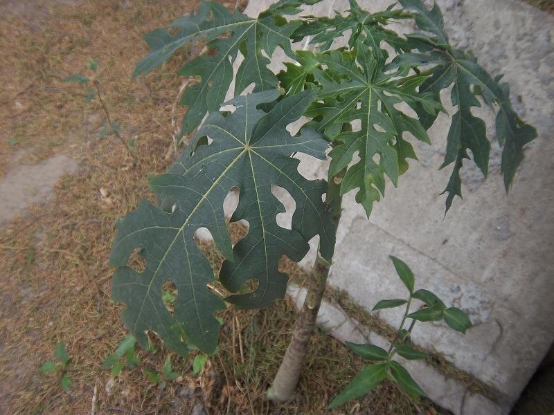 [Foto de planta, jardin, jardineria]