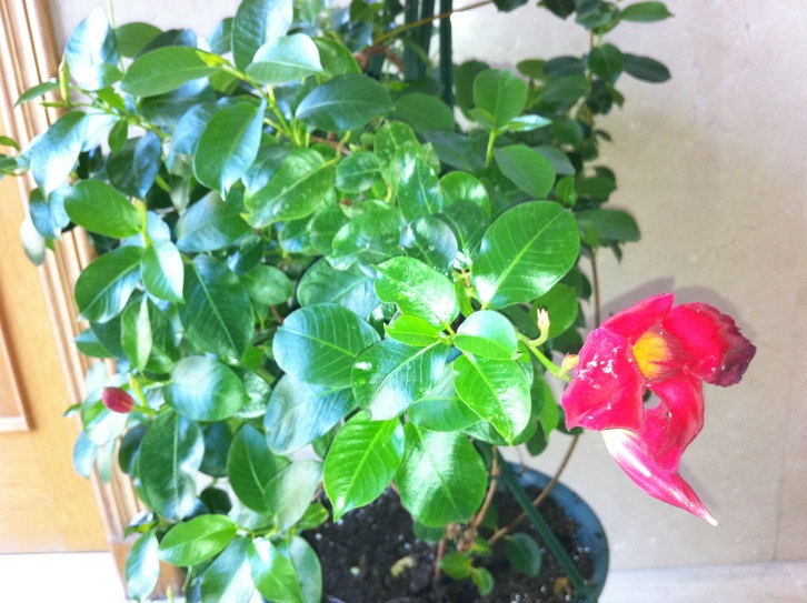 [Foto de planta, jardin, jardineria]