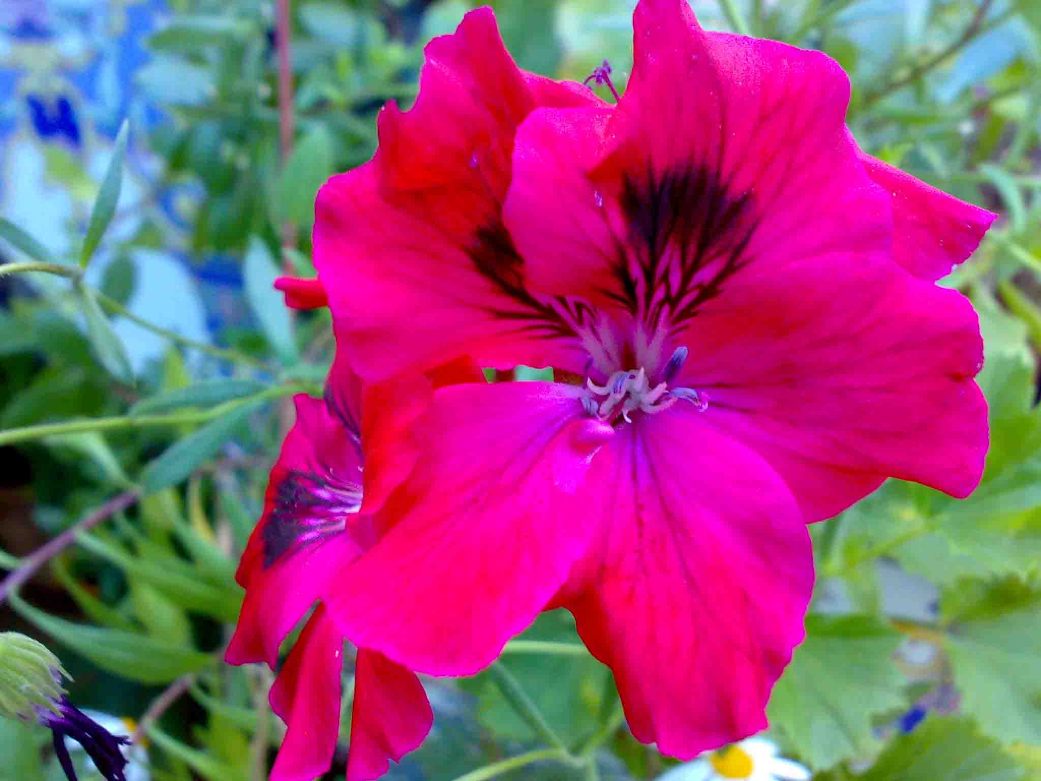 [Foto de planta, jardin, jardineria]