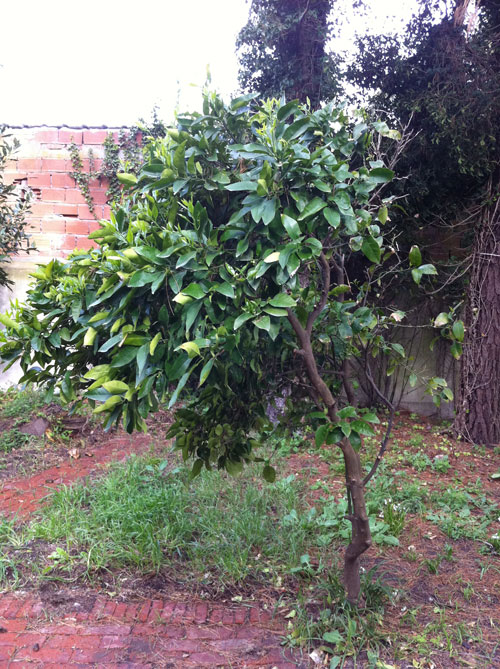 [Foto de planta, jardin, jardineria]