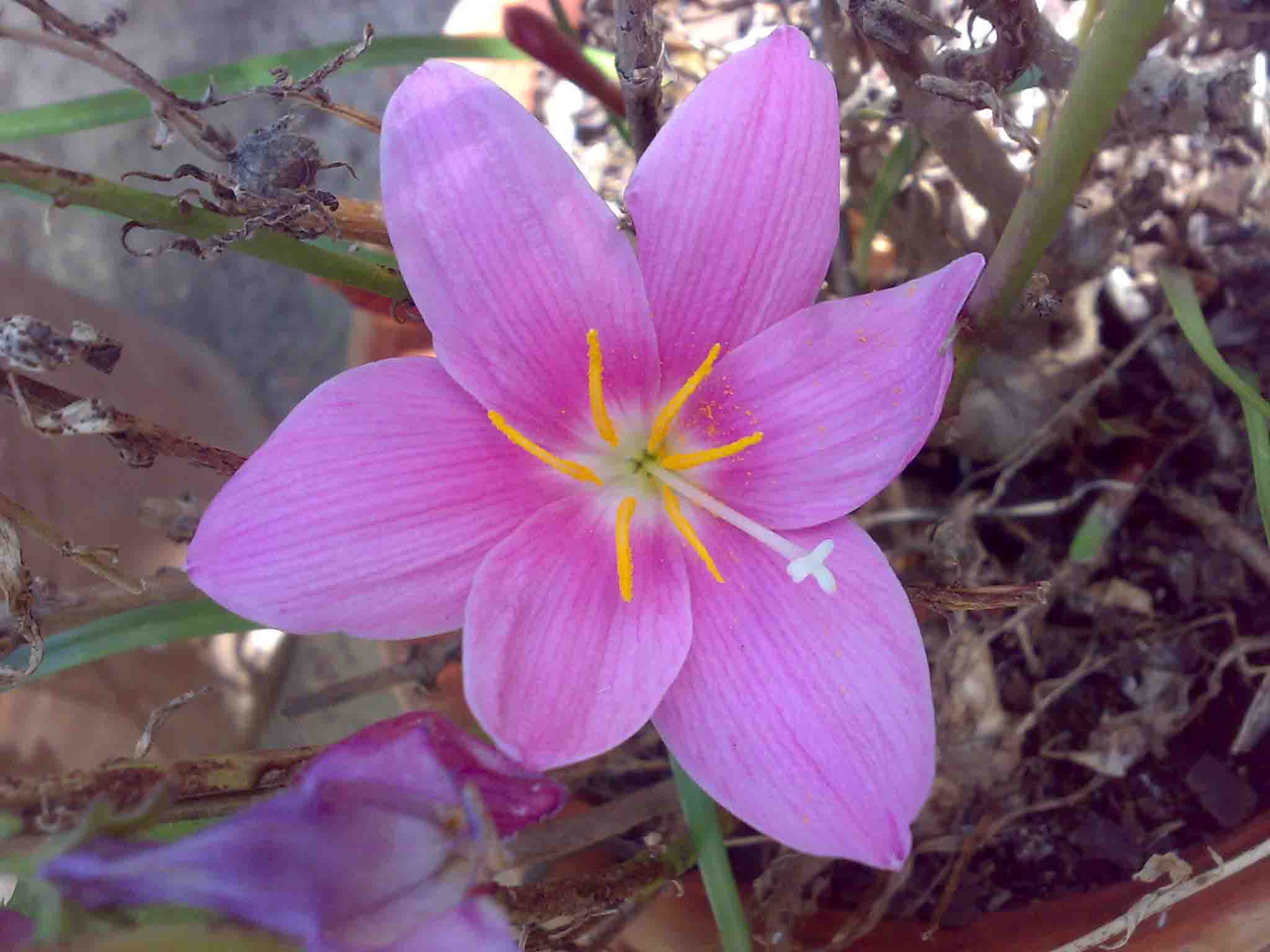 [Foto de planta, jardin, jardineria]