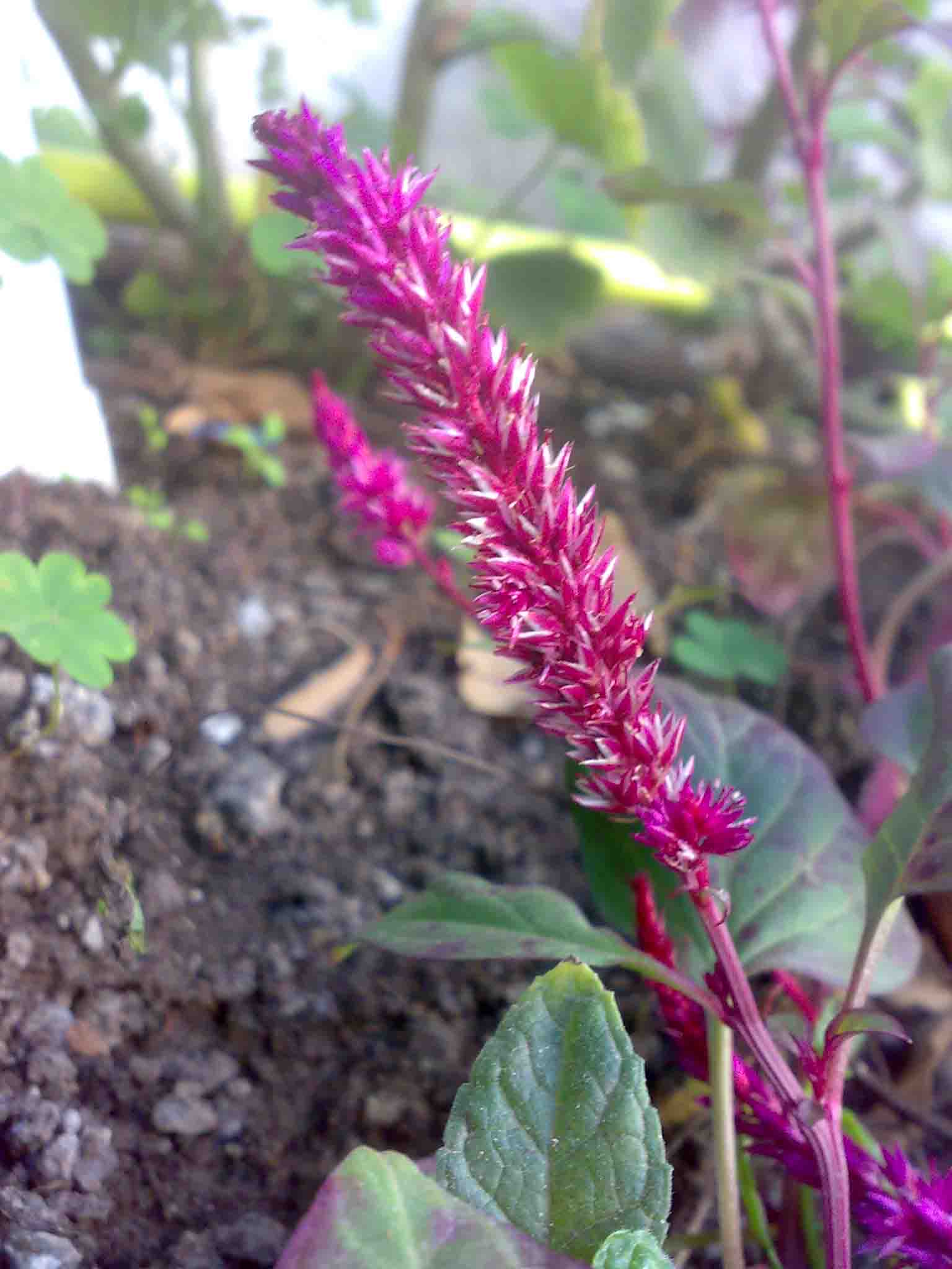 [Foto de planta, jardin, jardineria]