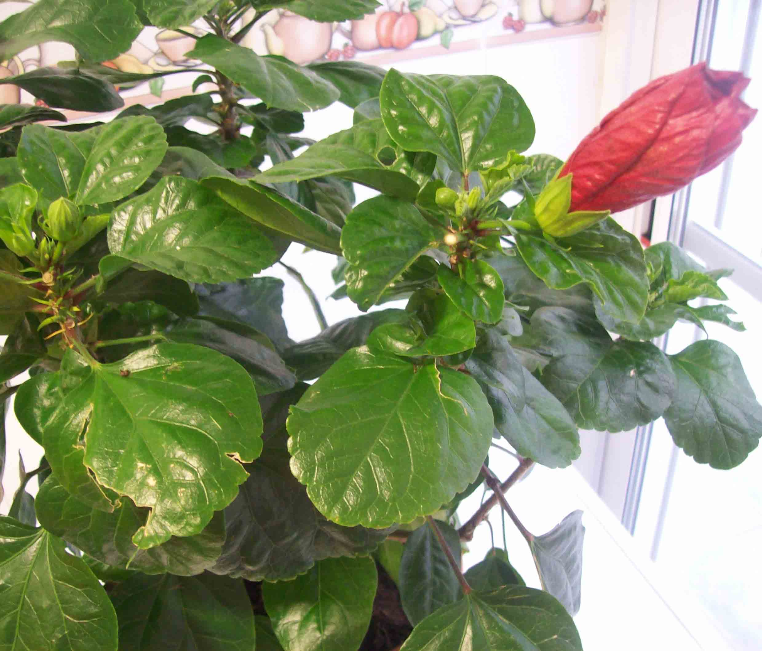 [Foto de planta, jardin, jardineria]