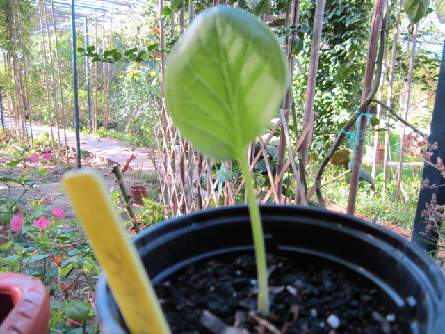 [Foto de planta, jardin, jardineria]