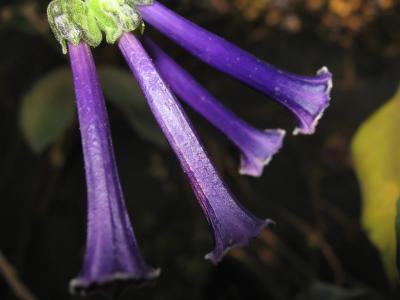 Flores moradas