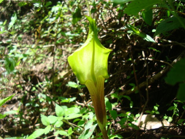 [Foto de planta, jardin, jardineria]