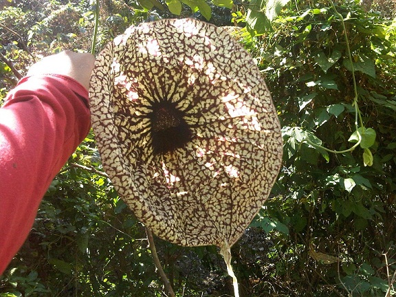 [Foto de planta, jardin, jardineria]