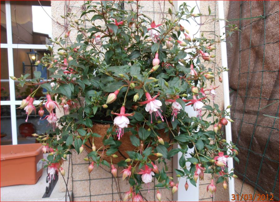 [Foto de planta, jardin, jardineria]